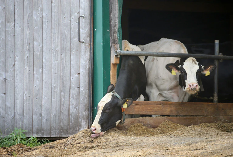 Erneut stehen Landwirte im Allgäuer Tierschutzskandal vor dem Landgericht Memmingen. (Symbolbild) — © Karl-Josef Hildenbrand/dpa