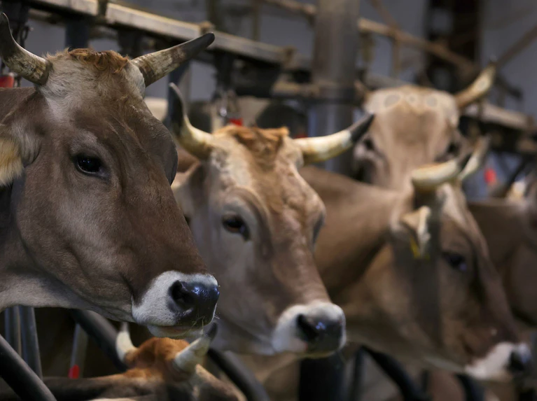 Wegen quälerischer Tiermisshandlung verurteilt das Amtsgericht Obernburg einen Landwirt. (Symbolbild) — © Karl-Josef Hildenbrand/dpa