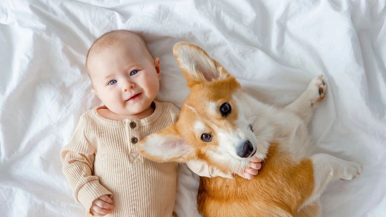 Baby Tier Hund — © Bildnachweis: Regina Burganova / IStock