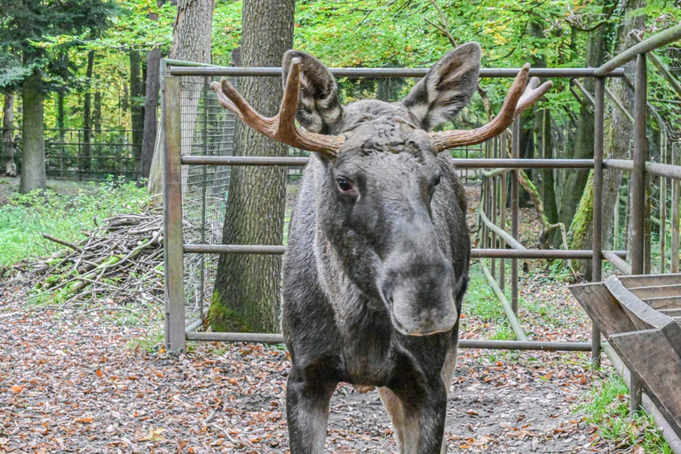 Nun ist er wieder im Wildpark Pforzheim: Elch Erwin.  — © Jason Tschepljakow/dpa