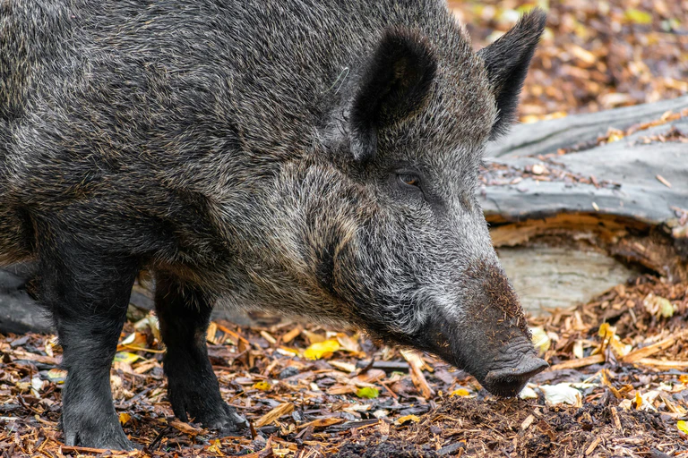 Wildschwein — © Anastasiya / Unsplash