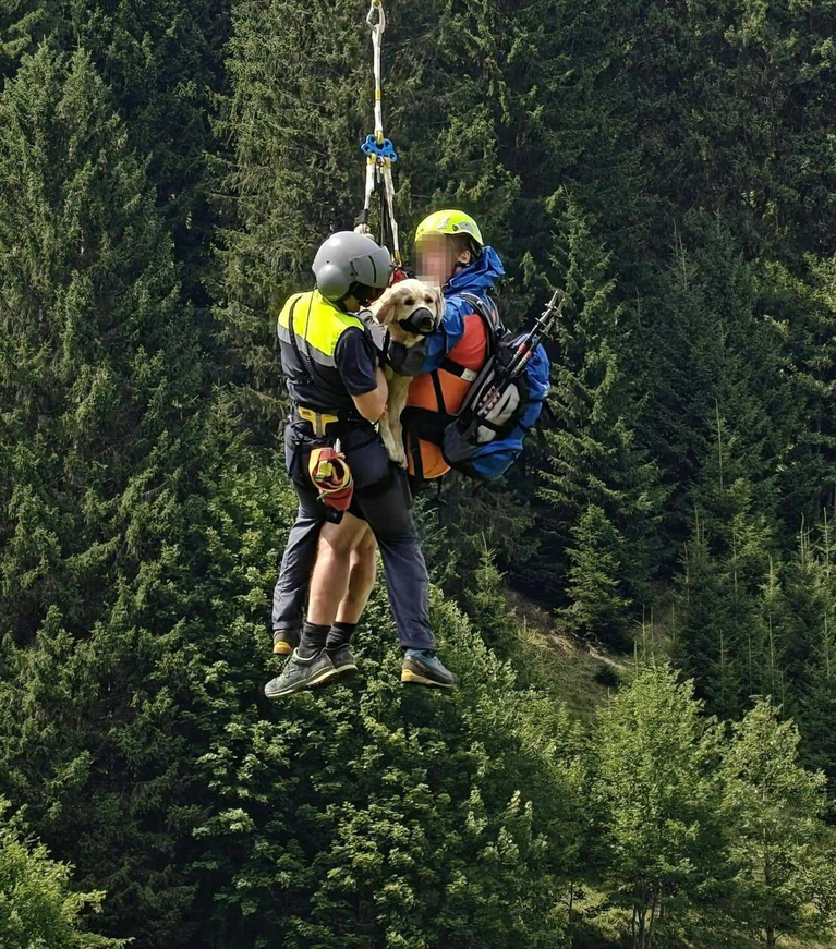 Die Tierärzte stellen der schwer verletzten Hündin eine optimistische Prognose aus. (Handout-Foto) — © Unbekannt/LPD VORARLBERG/APA/dpa