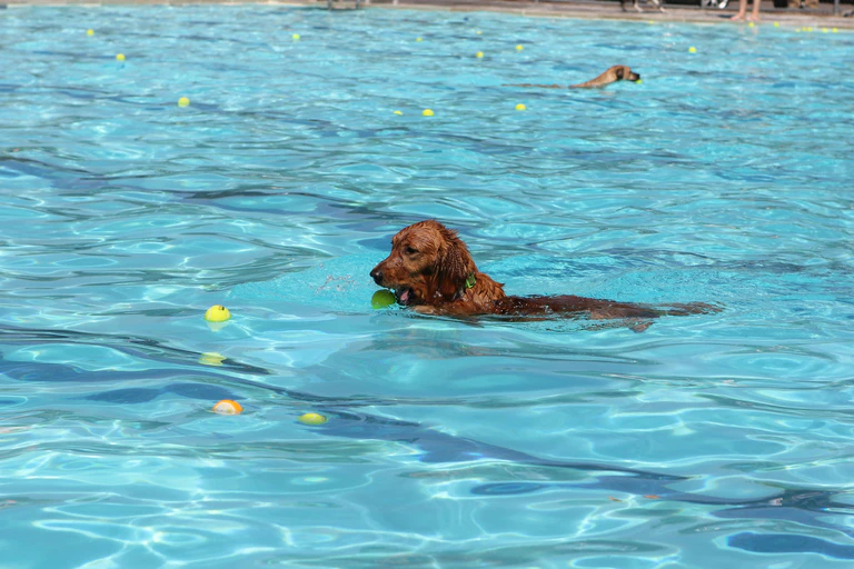Hundebad Freibad Hund schwimmt — © Judy Beth Morris / Unsplash