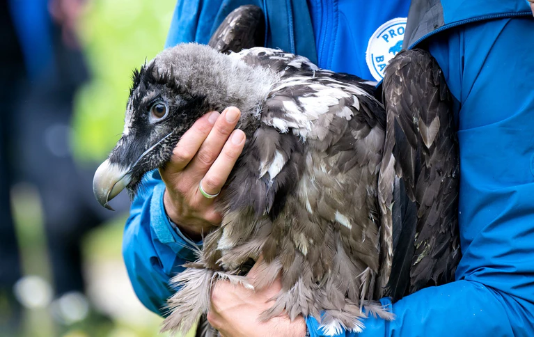 Als Recka ausgewildert wurde, war sie noch klein und konnte nicht fliegen. Jetzt hat sie schon einen Partner. (Archivbild)  — © Sven Hoppe/dpa