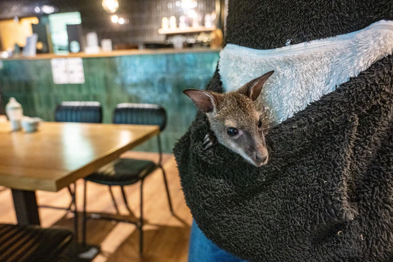Känguru-Jungtier Elli guckt neugierig aus der Pullover-Tasche. — © Armin Weigel/dpa