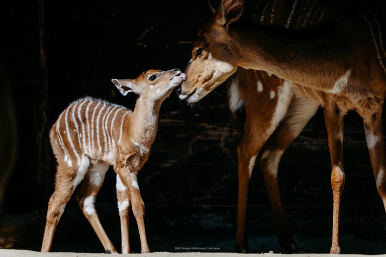 — © Bild: Tierpark Hellabrunn / Jan Sauer