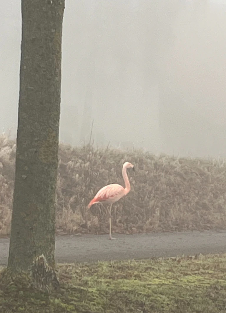 Auf einem Bein stand der Flamingo am Sonntag am Straßenrand bei Ulm.  — © -/Polizeipräsidium Ulm/dpa