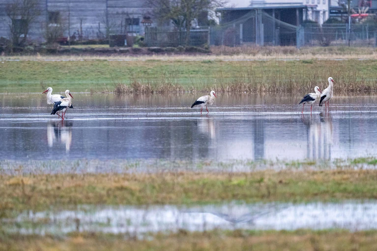 Auch Wiesen und Felder stehen unter Wasser.  — © Pia Bayer/dpa