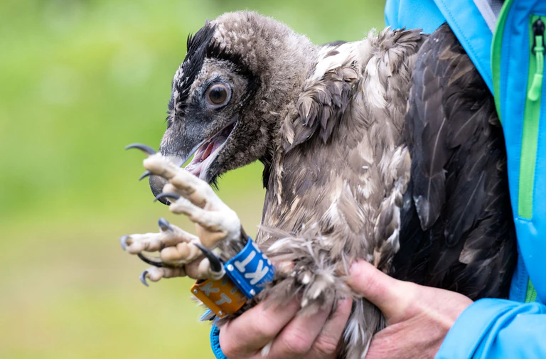 Nepomuk als kleiner Geier - er interessierte sich schon recht früh ein bisschen für Frauen - auch für Recka. (Archivbild)  — © Sven Hoppe/dpa