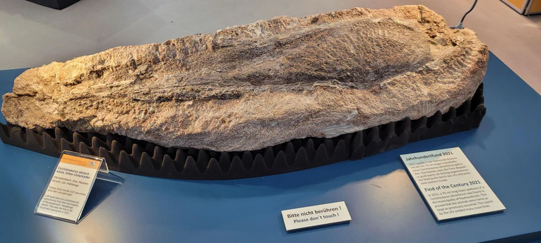 Ein Unterkieferknochen-Fossil wird derzeit in Hof ausgestellt. — © -/Landesamt für Umwelt (LfU)/dpa