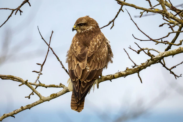 Ein Bussard im Landkreis Haßberge ist mit einem Gift getötet worden. (Symbolbild) — © Thomas Warnack/dpa