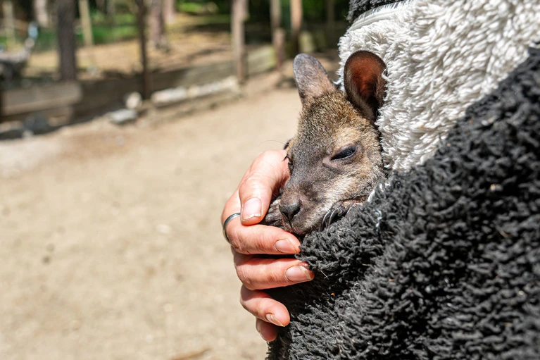 Känguru Elli schaut aus dem Pulli von Tierpark-Chefin Nicole Hoffmeister. Sie zieht das verwaiste Jungtier groß. — © Armin Weigel/dpa