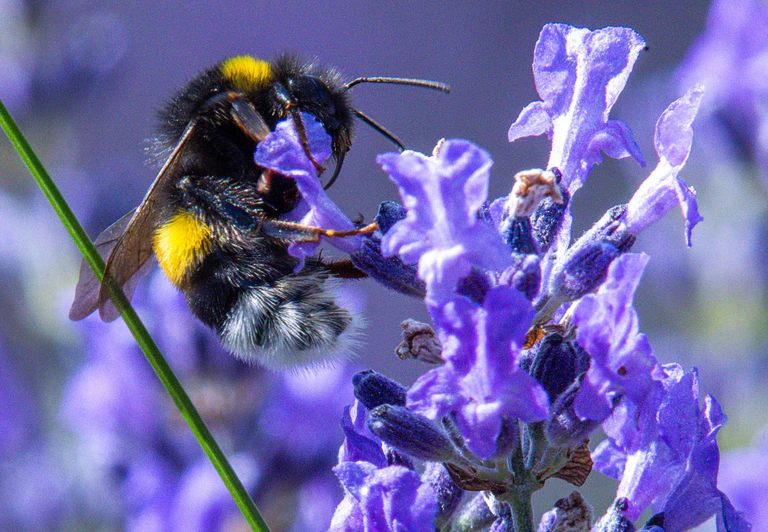 Citizen Science kann auch dazu führen, dass sich Menschen mehr für die Natur interessieren und diese schützen wollen. — © Jens Büttner/dpa