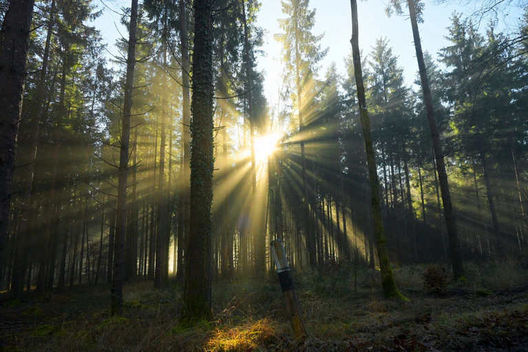 Beim Spazierengehen im Wald ist eine 24-Jährige gestürzt. (Symbolbild)  — © Malin Wunderlich/dpa