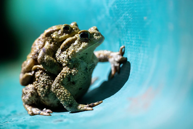 Helferinnen und Helfer müssen die Schutzzäune zweimal täglich kontrollieren und die Amphibien über die Straße tragen. (Foto Illustration) — © Pia Bayer/dpa