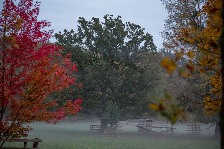 Nebel im oberfränkischen Wildpark Schloss Tambach.  — © Daniel Vogl/dpa
