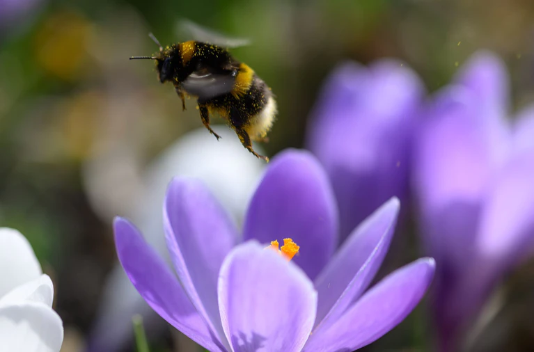 Bei der Hummel-Challenge kann jeder mitmachen (Foto Archiv). — © Hendrik Schmidt/dpa