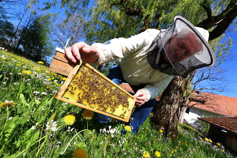 Waren in Deutschland zunächst die Bundesländer Saarland, Baden-Württemberg, Rheinland-Pfalz und Nordrhein-Westfalen von der invasiven Art betroffen, meldeten auch bayerische Imker 2023 Nester der Tiere an fünf Orten.  — © Karl-Josef Hildenbrand/dpa