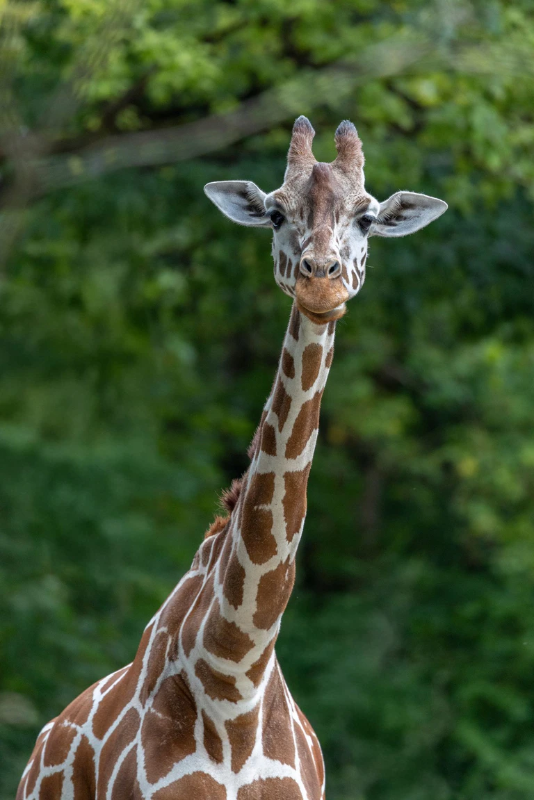 Das Giraffenweibchen im Zoo. — © Julien Huber/Tierpark Hellabrunn/dpa
