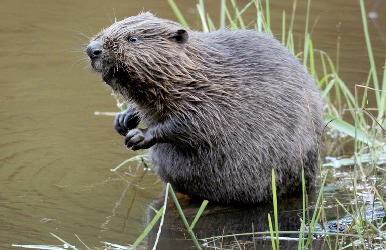 Biber haben sich stark vermehrt. Rund 22.000 Tiere leben laut Umweltministerium in Bayern. (Archivbild) — © Felix Heyder/dpa