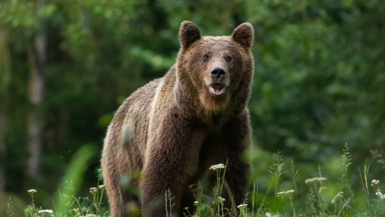  — © Bild: DrDjJanek / IStock