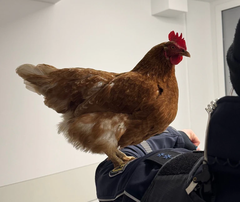 Nach ihrem Ausflug hat Henrietta eine Nacht bei der Bundespolizei verbracht. — © -/Bundespolizeiinspektion München/dpa