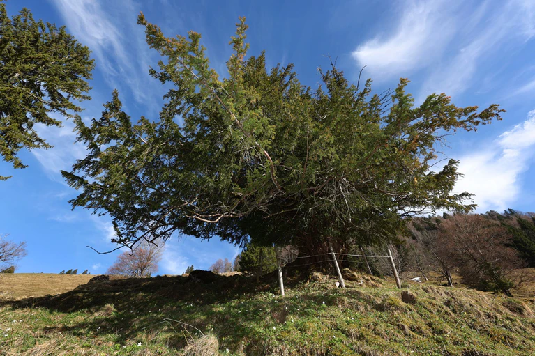 Die "Ureibe" ist möglicherweise Deutschlands ältester bekannter Baum. — © Karl-Josef Hildenbrand/dpa