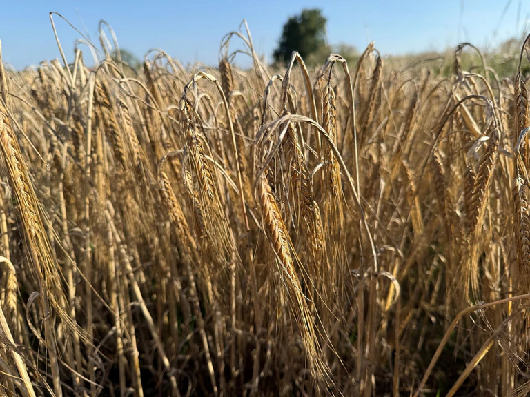 Entspricht Sommergerste nicht bestimmten Qualitätskriterien, erleiden Landwirte Einbußen. — © Kathrin Zeilmann/dpa