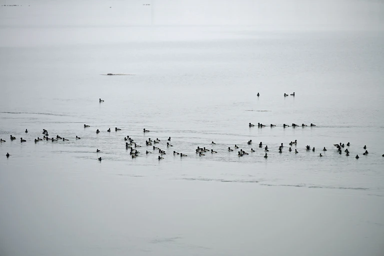 Im Bereich des Sees wurden Ende Oktober zahlreiche tote Vögel gefunden. — © Malin Wunderlich/dpa