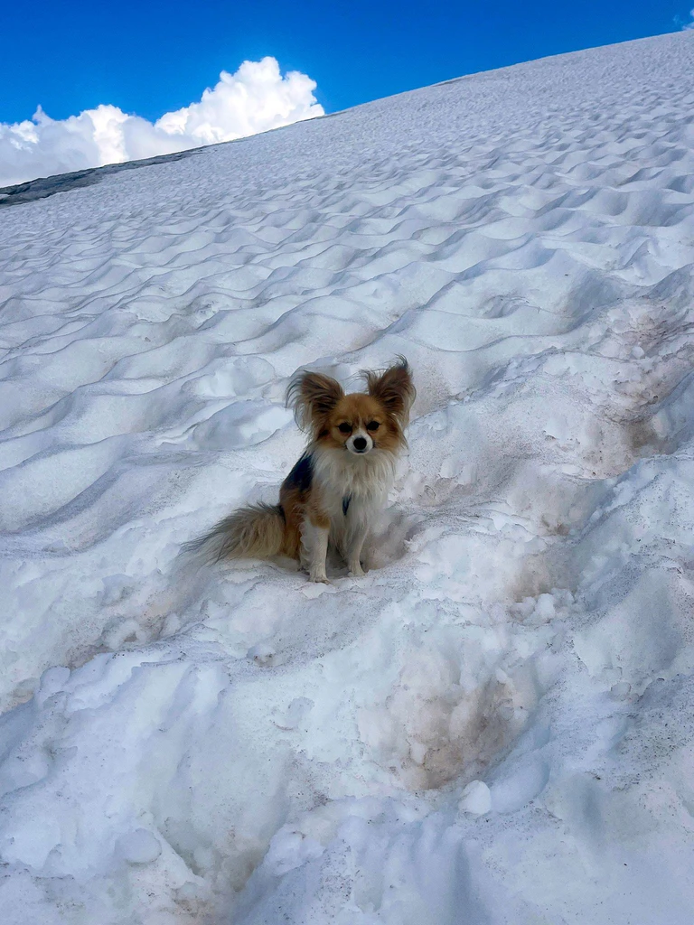 Ein Chihuahua hilft Rettern bei der Bergung seines Herrchens aus einer Gletscherspalte — © --/Air Zermatt/dpa