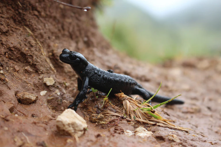 Nach Angaben des Landesbunds für Vogel- und Naturschutz in Bayern werden viele Alpensalamander vor allem im Ost- und Oberallgäu auf Straßen überfahren. (Symbolbild) — © Christine Geidel/Landesbund für Vogel- und Naturschutz in Bayern/dpa