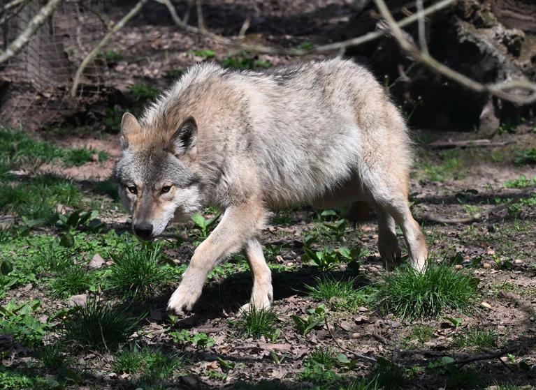 Der Wolf soll ins Landesjagdrecht aufgenommen werden. (Archivbild) — © Bernd Weißbrod/dpa