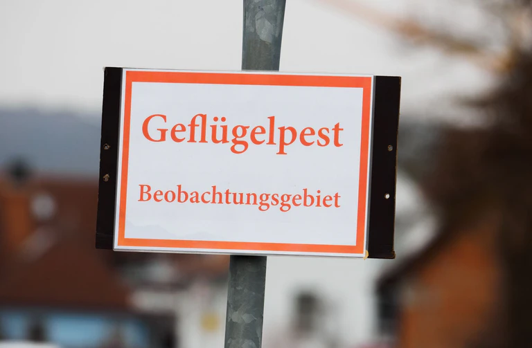 Rund 400 Tiere in dem Betrieb in einem Ortsteil von Abenberg seien getötet worden, teilte das Landratsamt Roth mit. (Symbolbild) — © picture alliance / Nicolas Armer/dpa