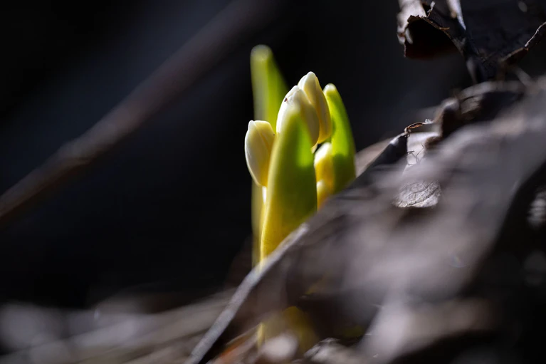 Mancherorts sind schon erste Vorboten des Frühlings zu sehen. (Symbolbild) — © Pia Bayer/dpa