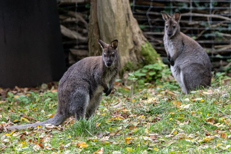Kängurus sind beliebte Tiere. (Archivbild) — © Fabian Sommer/dpa
