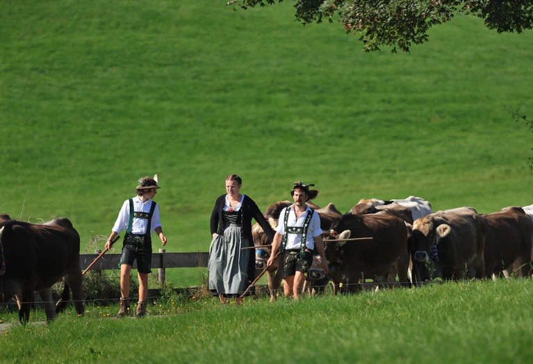 Drei Hirten in Tracht laufen bei der Viehscheid zwischen ihren Tieren.  — © Karl-Josef Hildenbrand/dpa