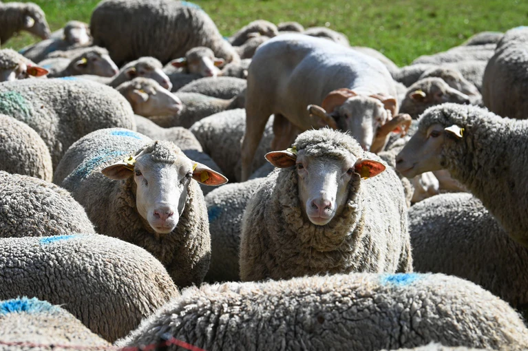 Rund 20 Tiere brechen aus ihrem Gehege aus. (Symbolbild) — © Heiko Rebsch/dpa