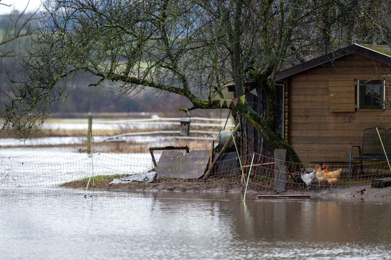 Hühner in Hemmendorf blicken aufs Hochwasser. — © Pia Bayer/dpa
