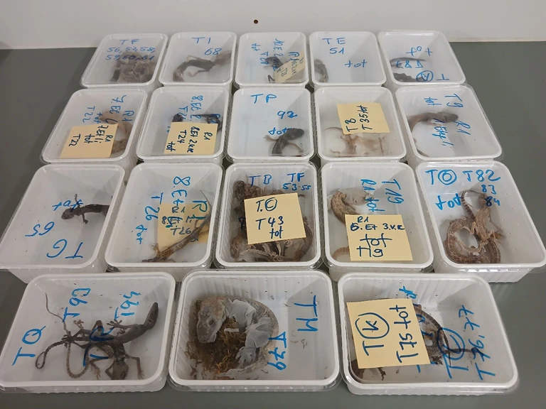 Tote Geckos liegen in Behältern nebeneinander auf einem Tisch. Die Tiere wurden bei einem Reptilienhalter in Unterfranken gefunden. — © -/LRA Haßberge/dpa