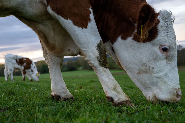 In Bayern gibt es immer weniger Rinder. (Archivbild) — © Pia Bayer/dpa