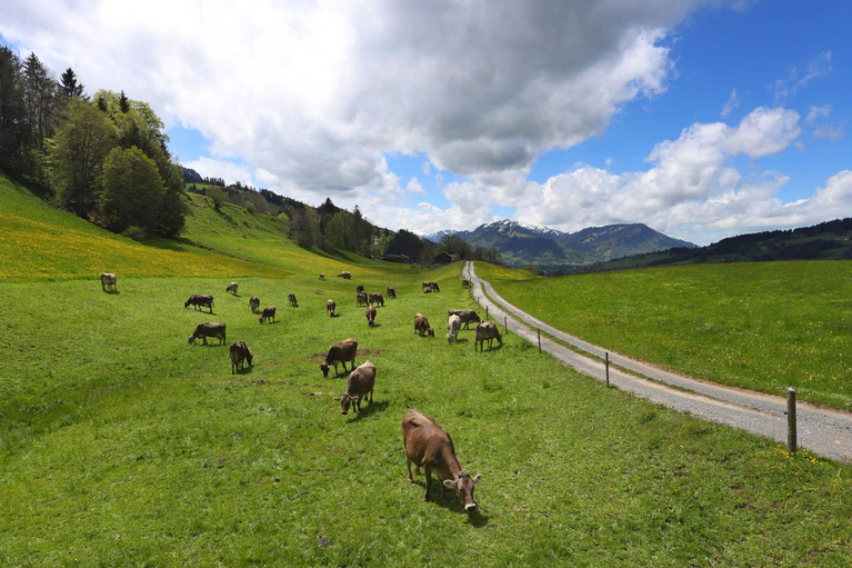 In Bayern gibt es immer weniger Rinder. (Archivbild) — © Karl-Josef Hildenbrand/dpa