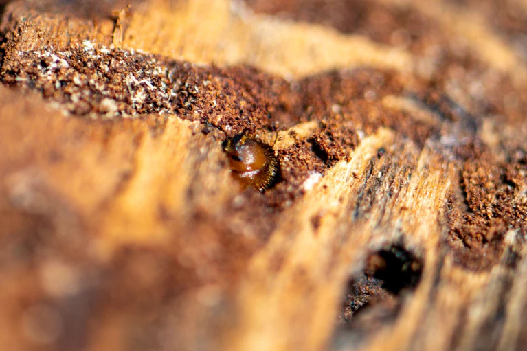 Borkenkäfer sind klein, können in Nadelwäldern aber große Schäden anrichten. (Symbolbild) — © Armin Weigel/dpa