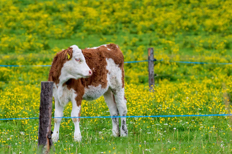 Nach einer kurzen Pause kehrt in Bayern der Frühling zurück. (Archivbild) — © Peter Kneffel/dpa