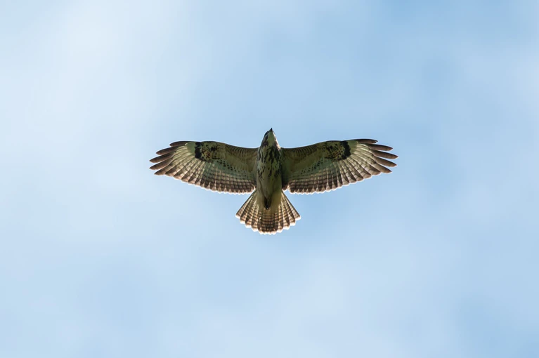 Ein Bussard hat auf der Autobahn die Kollision mit einem Wagen überlebt. (Symbolfoto)  — © Silas Stein/dpa