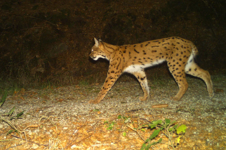 Insgesamt 22 Jungtiere leben nun in den beiden Nationalparken Bayerischer Wald und Šumava. (Symbolbild) — © Wildtierkamera/Nationalpark Bayerischer Wald/dpa