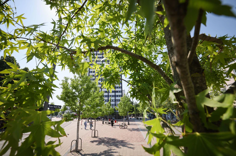 Stadtbäume helfen, an heißen Tagen für etwas Kühlung zu sorgen. (Symbolbild) — © Christian Charisius/dpa