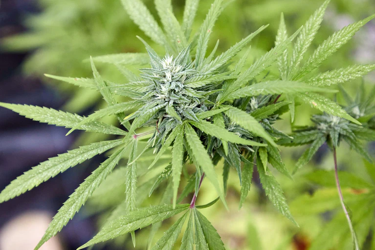 Die Polizei stellte unter anderem Marihuana, Marihuanapflanzen und Amphetamin sicher. (Symbolbild) — © Georg Wendt/dpa