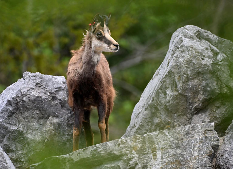 Die Verordnung der Regierung von Oberbayern zur Schonzeit in sogenannten Sanierungswäldern im Alpenraum beschäftigte den Bayerischen Verwaltungsgerichtshof. Die Richter setzten die Verordnung vorläufig außer Vollzug. (Symbolbild) — © Angelika Warmuth/dpa