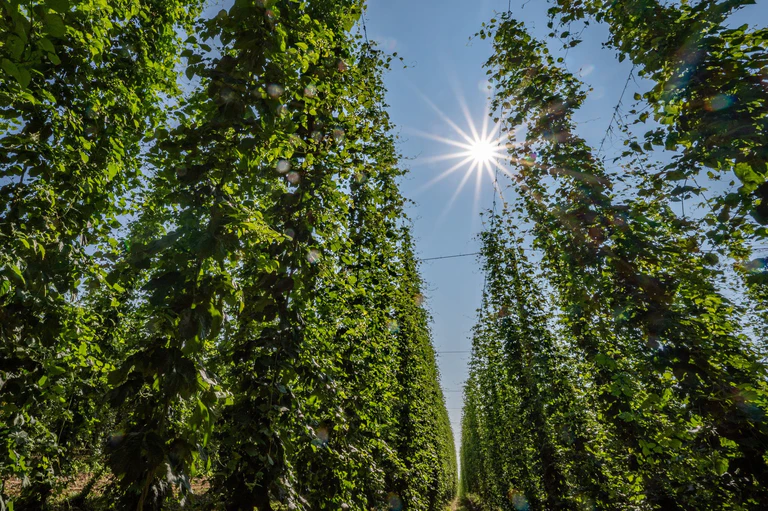Hopfen im Anbaugebiet Hallertau. — © Armin Weigel/dpa