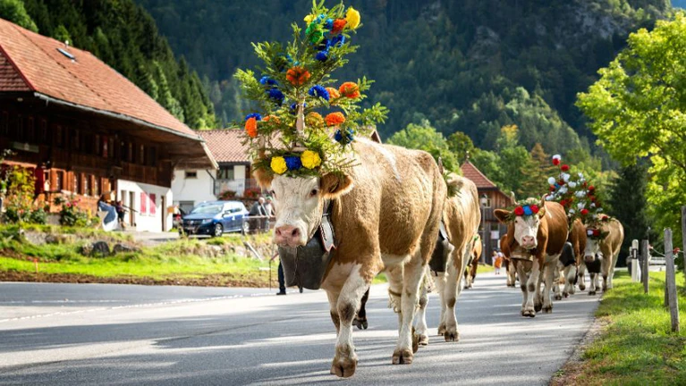 Almabtrieb Viehscheide — © ventdusud / iStock